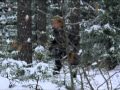 Виталий Аксенов - Волчье солнце.webm 