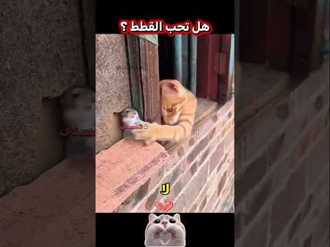 قطط مضحكة جدًا 😂🐱 لن تتوقف عن الضحك!