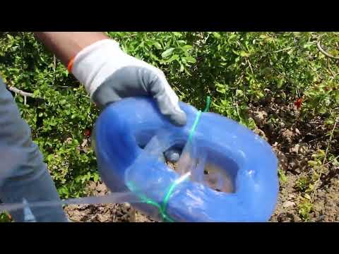 Injerto Granado Mollar