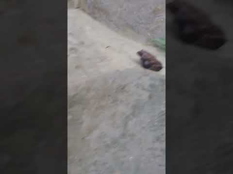 o sapinho tentando escapar M0RTE💀😂