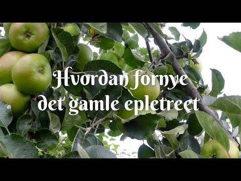 Hvordan fornye det gamle epletreet