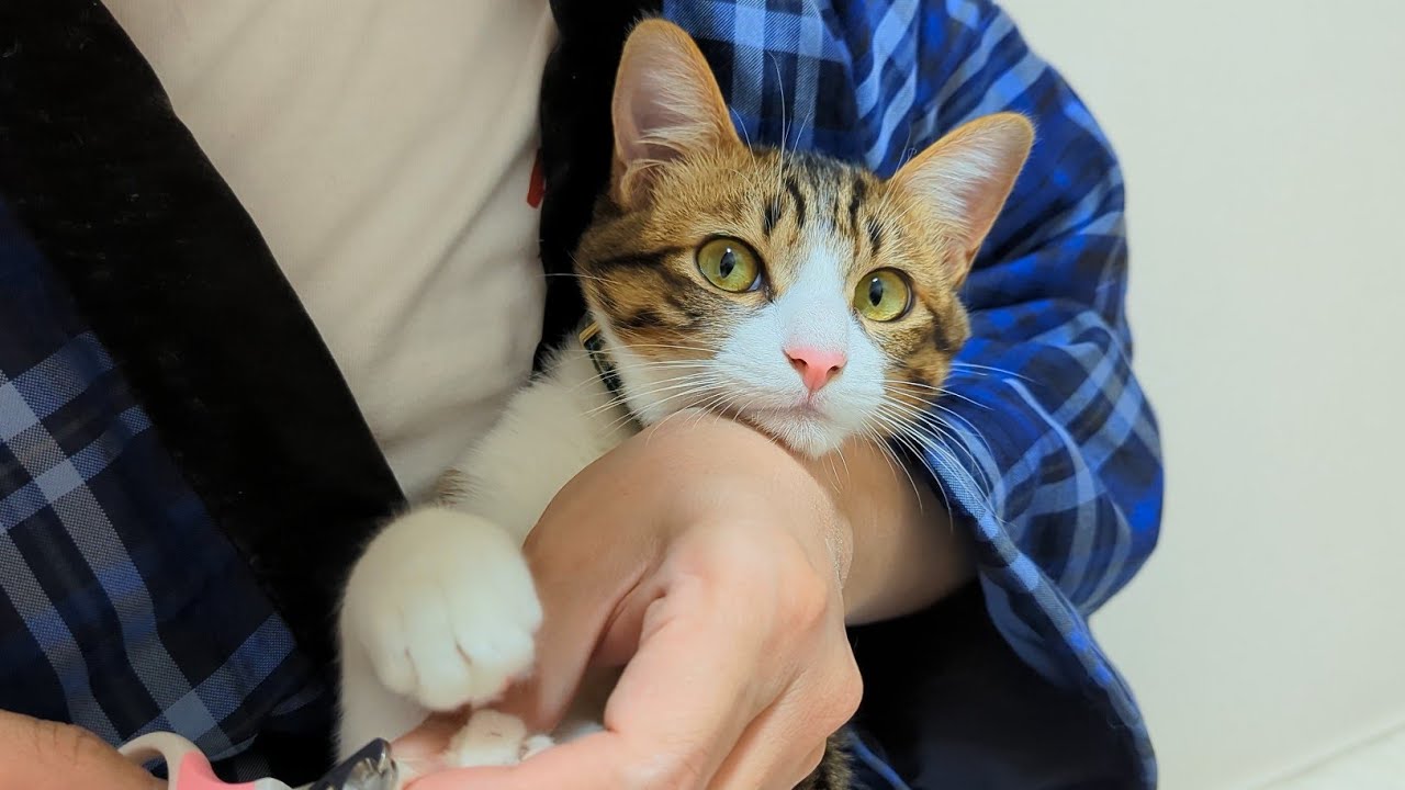 子猫時代の反抗期が可愛い猫バロン