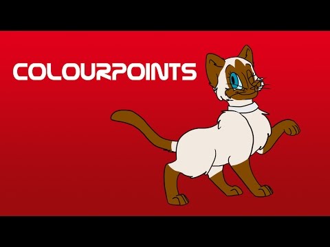 Cat Colour Genetics: Pt 4 - Colourpoints