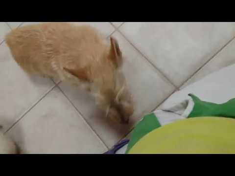 Perros Terrier Escocés en venta