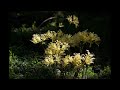 Andy Williams Love Story Where Do I Begin