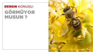 Görmüyor Musun?