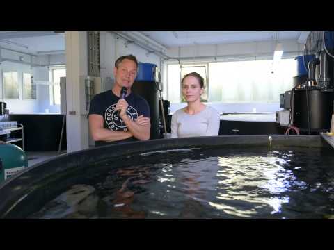 Modern Koi Blog #219 - Stones in the Pond & Biology