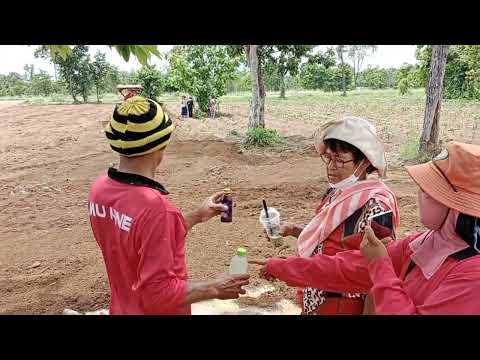 วงแตกกระจายเมื่อลุงพลขึ้นรถไถ!!ย่าเอาอะไรให้ลูกชาย!!น่ารักมาก!!