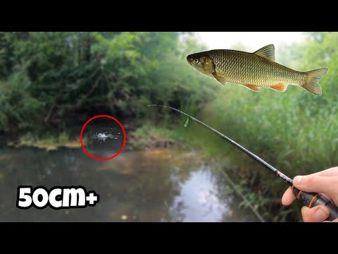 CHUBS from the NEW RIVER [Spinning in Summer]