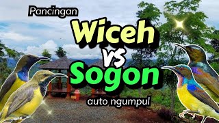 Download lagu SUARA PIKAT WICEH (kolibri kelapa) KOMBINASI SOGON UNTUK PANCINGAN AMPUH #kolibrikelapa #sogon mp3