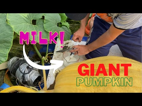How to milk a pumpkin for Giant Success.