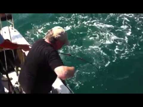 How no to net an eel