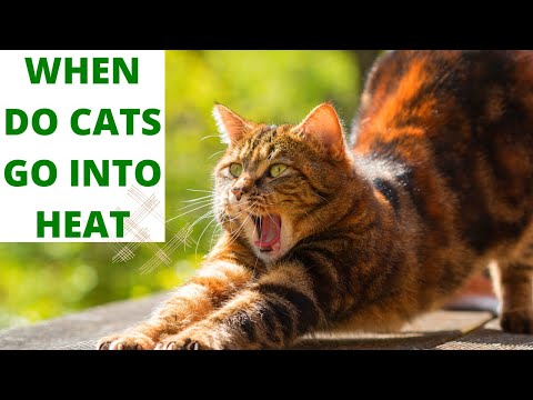 When do unspayed cats go into heat?