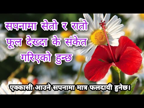 सपनामा सेतो र रातो फूल देख्दा। Sapana ma seto ra rato ful dekhda.