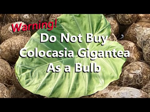 Do Not Buy a Colocasia Gigantea Thailand Giant as a Bulb | Buy Them as a Plant | See the Difference