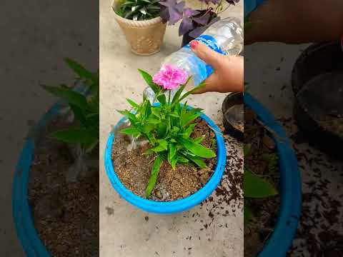 Dianthus Plants Care Tips | Flowers growth | winter flowers 😍 #dianthus #gardening #flowers #plants