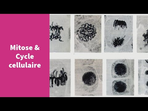 La mitose et le cycle cellulaire - Première Spécialité SVT
