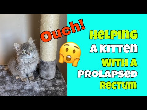 Helping a Kitten with a Prolapsed Rectum