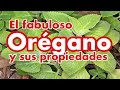 El Orégano y sus Propiedades