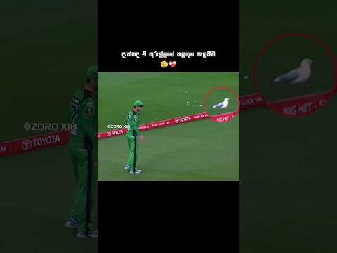 බලන්න ඒ කලගුන සැලකීම ❤️‍🩹🫶#cricket #cricketshorts #trending