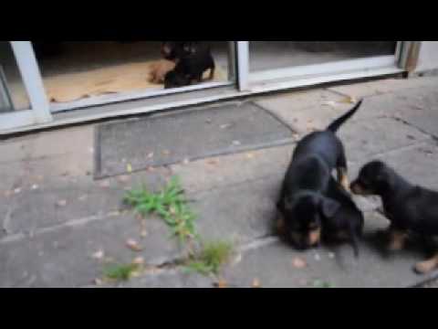 Rescue Pups - 4 wks old, Beagle mix - Tesa's pups outside