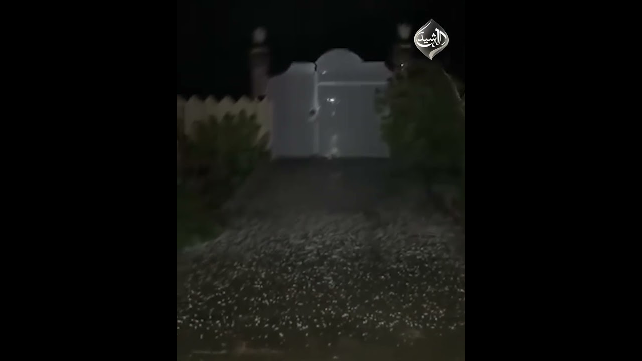 فيديو | تساقط حبات البرد "الحالوب" في الديوانية