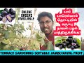 BLACK JAMBU NAVAL FRUIT PLANT JAMBO NAVAL NAVAL PALAM கருப்பு நாவல் பழ�