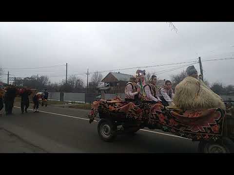 datini si obiceiuri Todiresti