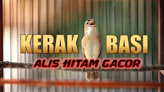 Download lagu KERAK BASI ALIS HITAM GACOR mp3
