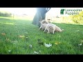 Goldendoodle dogs for sale: Brindy - Video 1