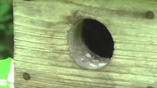 House wrens dissassembling the nest?, 6/12/15