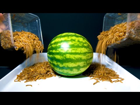 MEALWORMS VS WHOLE WATERMELON