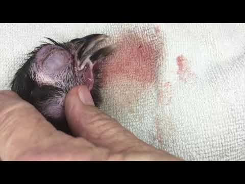 download lagu mp3 mp4 White Stuff In Chicken Eye, download lagu White Stuff In Chicken Eye gratis, unduh video klip White Stuff In Chicken Eye