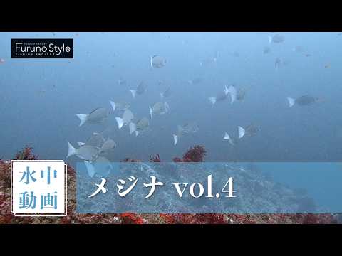 メジナ vol.4