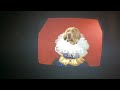 William Wegman Letter Q Queen Letter R Roses Rooster Dogs Alphabet Soup 1999