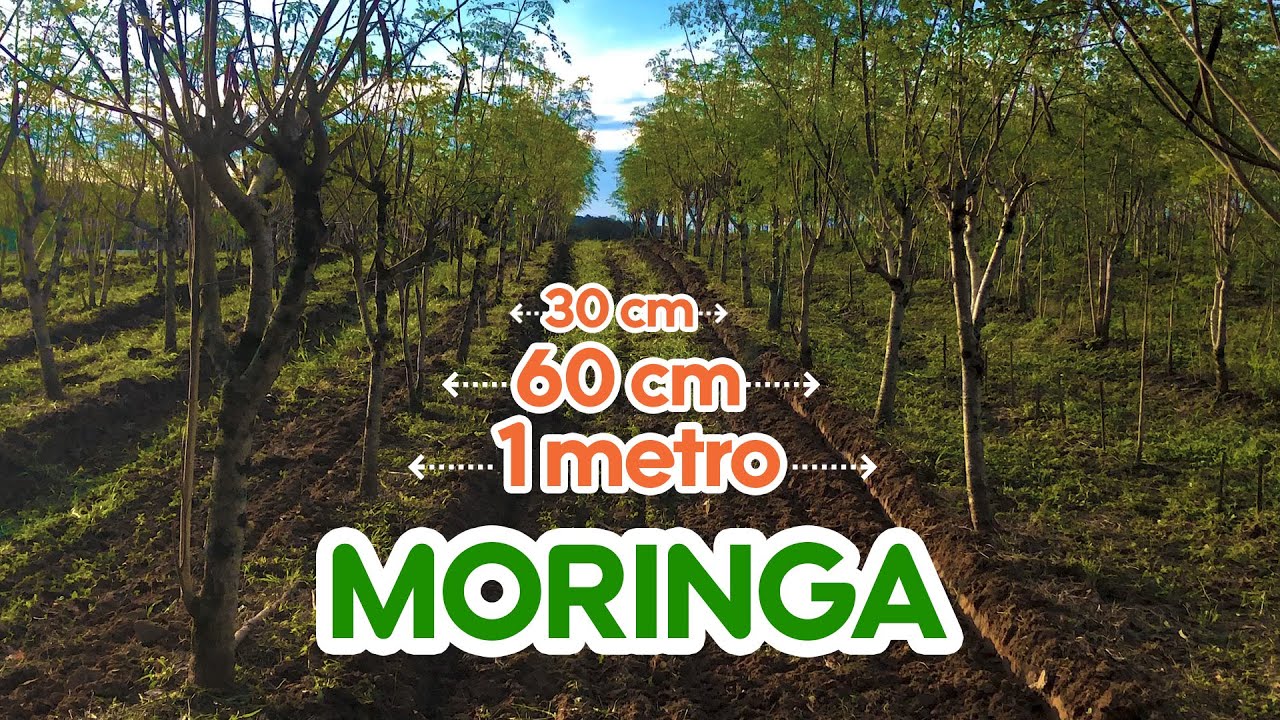 QUAL ESPAÇAMENTO UTILIZAR NA MORINGA?