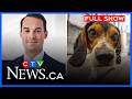 Shelters see more animals ahead of Moving Day | CTV News Montreal at 11:30 for Monday, June 8, 2026