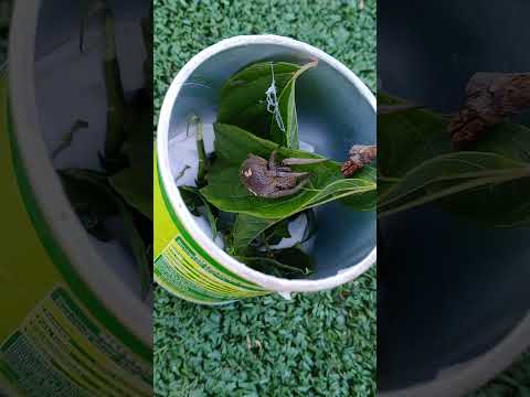 My first Australian Spider pet.. #gagambafight #gagamba #gagambaPinas #gagambaderby