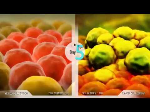 Mitoses e as Células Cancerígenas