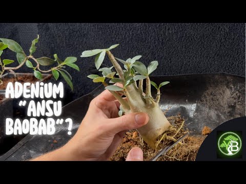 Adenium "Ansu Baobab" Repot