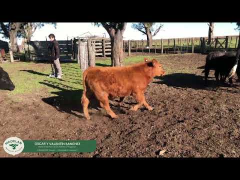LUCERVIG _ 30 TERNERO (13 h + 15mc + 2 me) de 200 kg en CURARÚ, CARLOS TEJEDOR, BUENOS AIRES 16-6-26