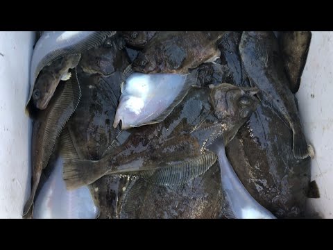 download lagu mp3 mp4 Sand Dabs Taste, download lagu Sand Dabs Taste gratis, unduh video klip Sand Dabs Taste