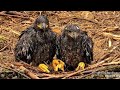 Decorah North Eagles ~ UPDATE ON DN18! Dadbrella Tries To Shelter Babies! DN17 Swallows Fish 4.28.24