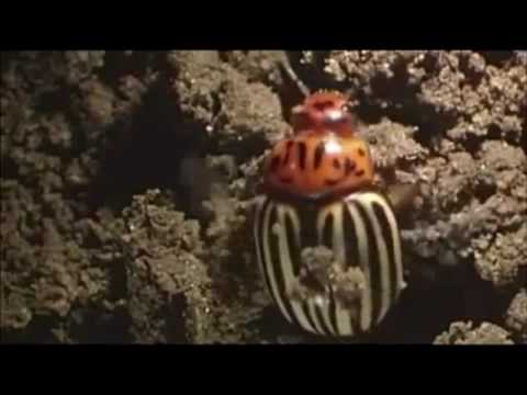 Maximum Amplitude (Original Mix) - Antony Waldhorn