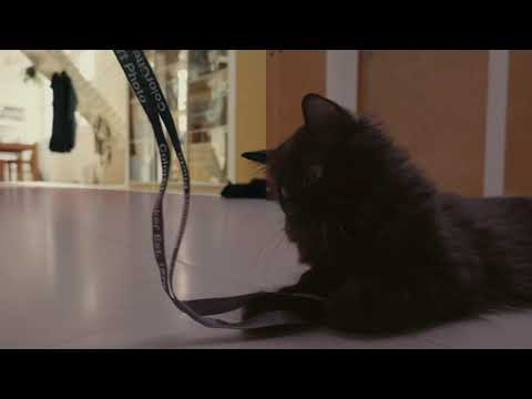 Sony RX100 VII with X-Rite ColorChecker Passport Photo 2