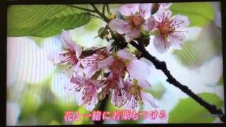 NHK ニュース845東海 ヒマラヤ桜 4