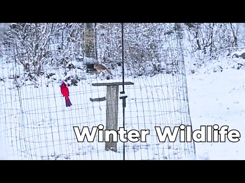 I FILMED MY BACKYARD ON A SNOWY DAY - Cardinals, Deer & a Busy Feeder! ❄️🦌🐦