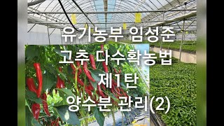 고추농사 관수 방법과 다분지 재배 양수분 관리 요령 #다분지고추 #다수확요령 #고추재배꿀팁