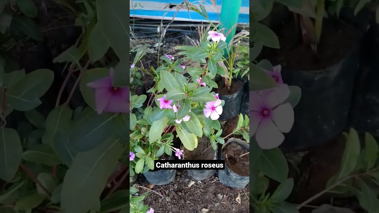 My Vinca Plant Collection | Vinca flower | Sadabahar  #vinca#sadabahar#shorts#viral#flowers#trending