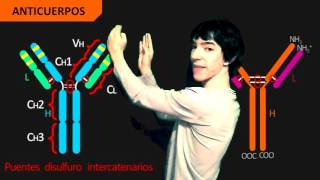 Anticuerpos (Estructura)